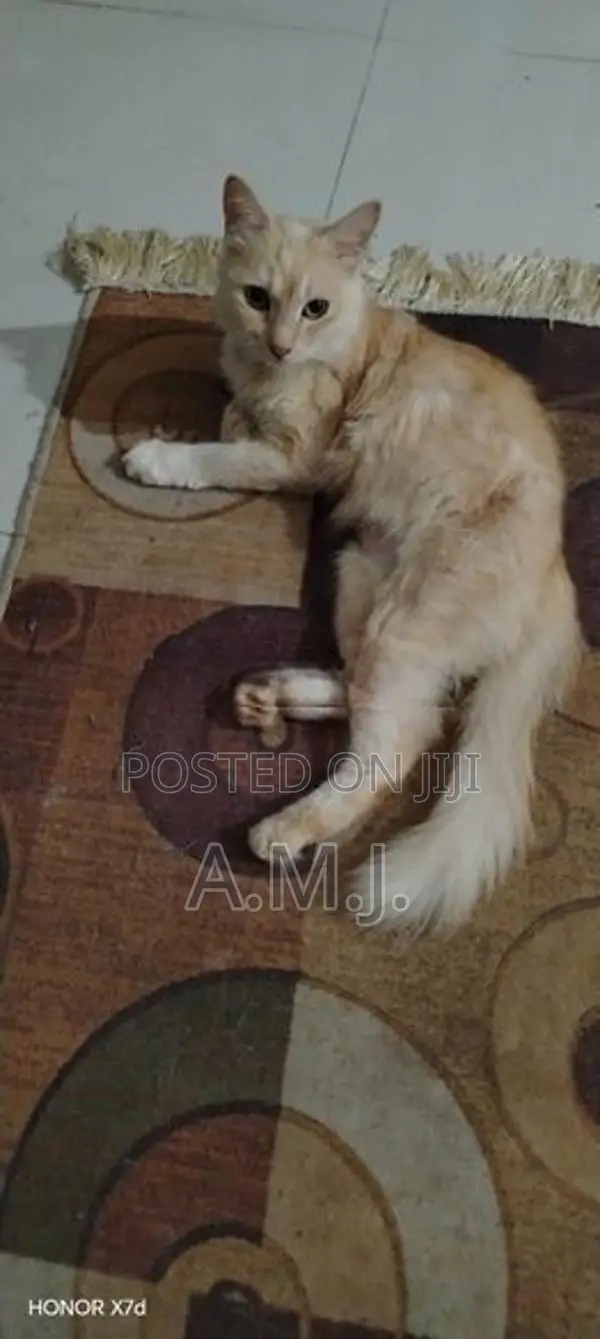 Persian Cat