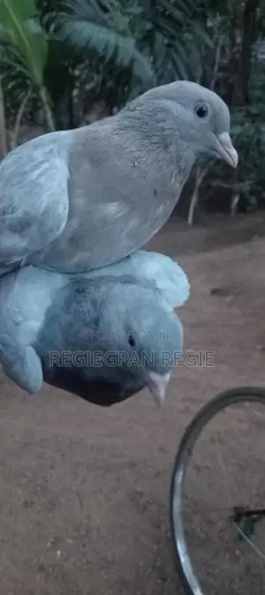 Pigeons