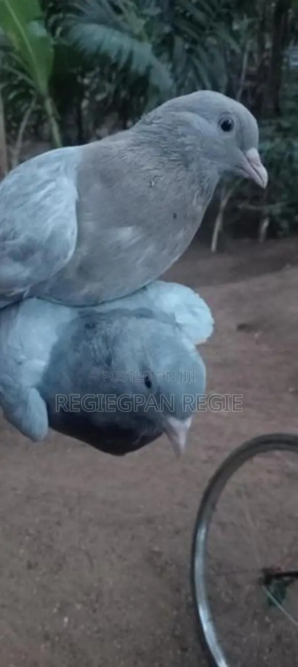 Pigeons