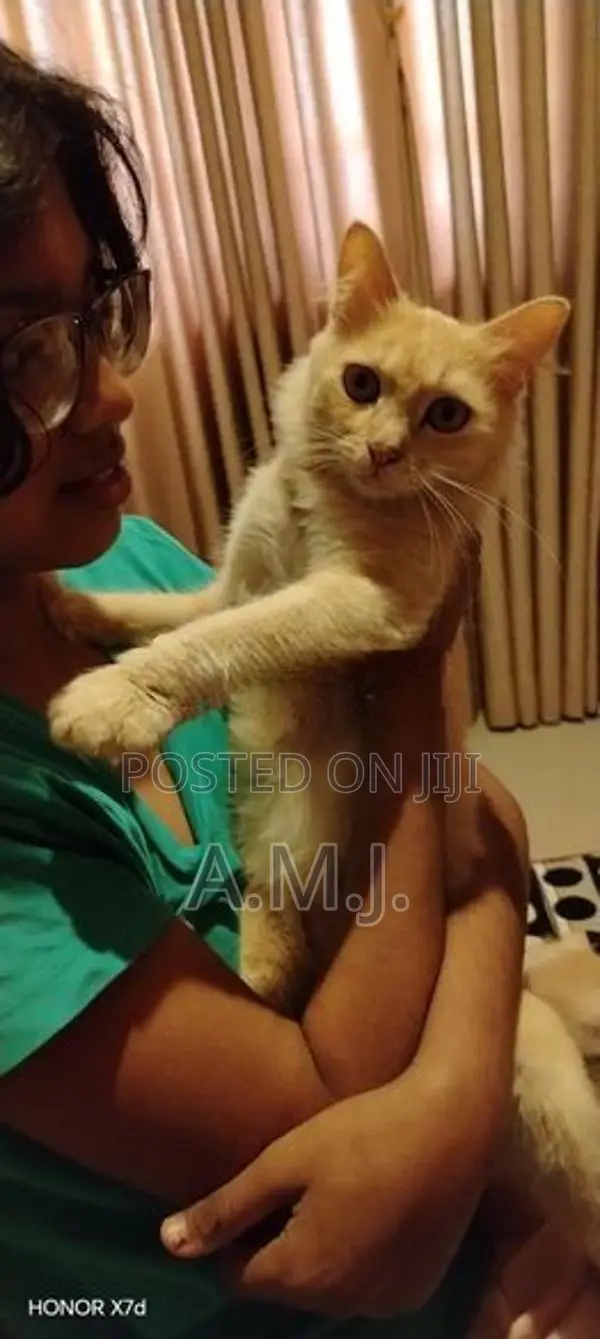 Persian Cat