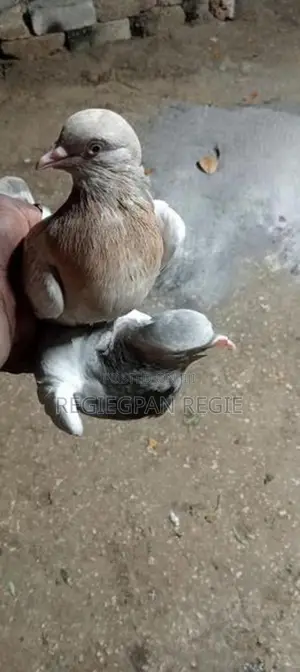 Pigeons