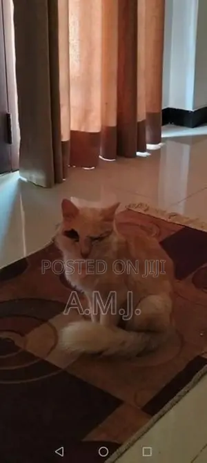 Persian Cat