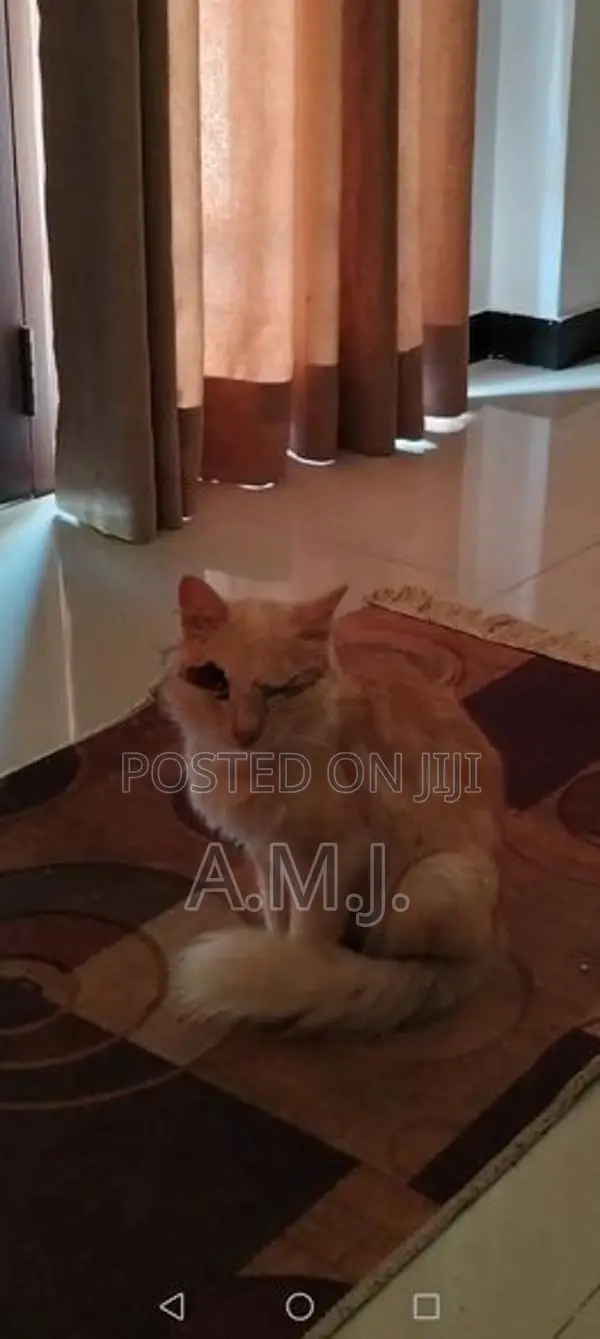 Persian Cat