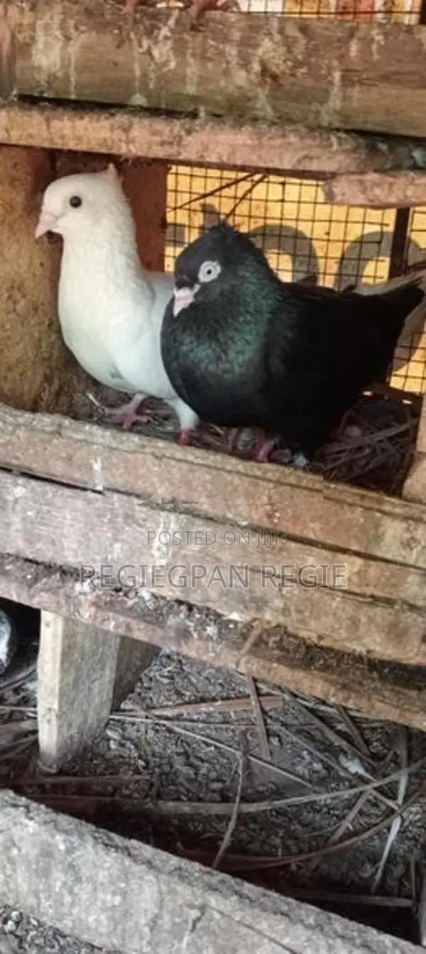 Pigeons