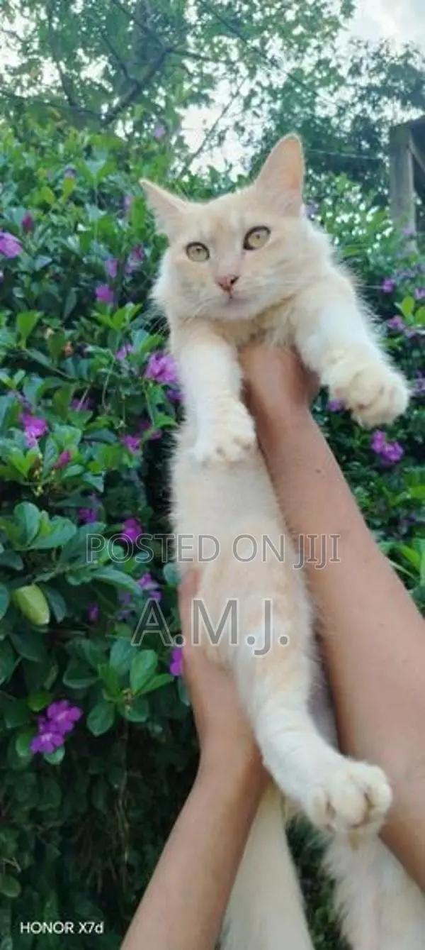 Persian Cat