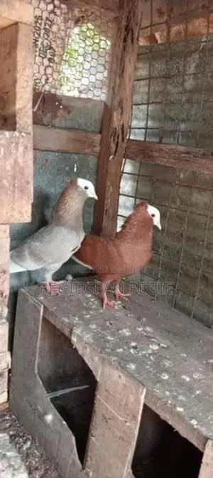 Pigeons
