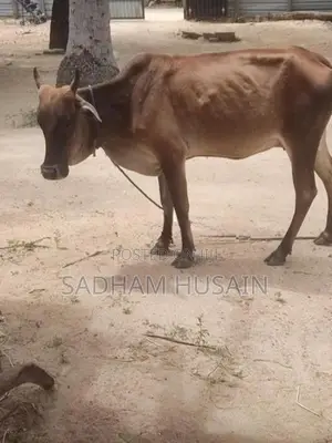 மாடு - Cow