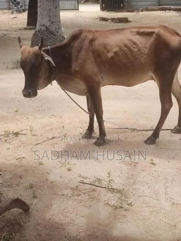 மாடு - Cow