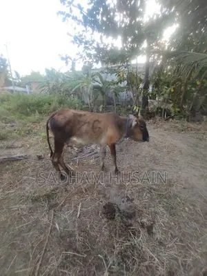 மாடு - Cow