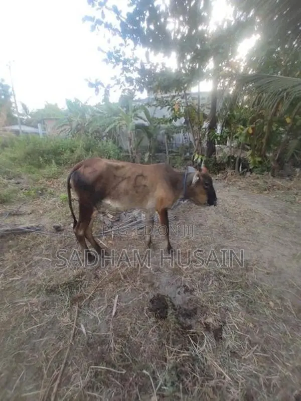 மாடு - Cow