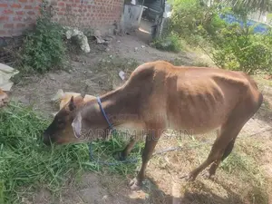 மாடு - Cow