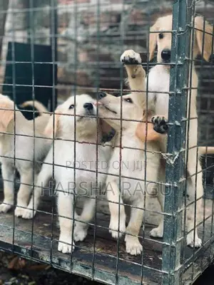 Golden Retriever Puppies