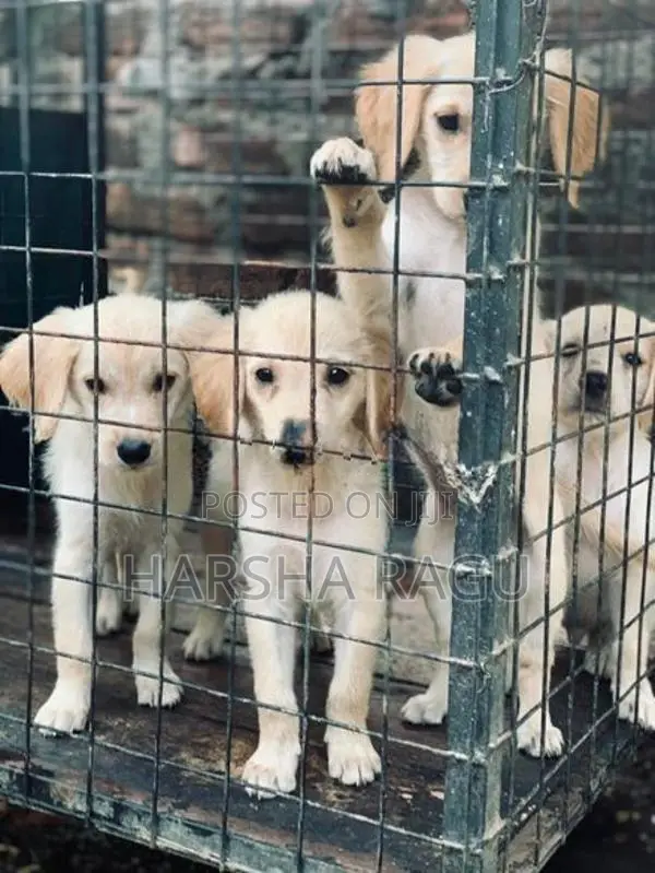 Golden Retriever Puppies