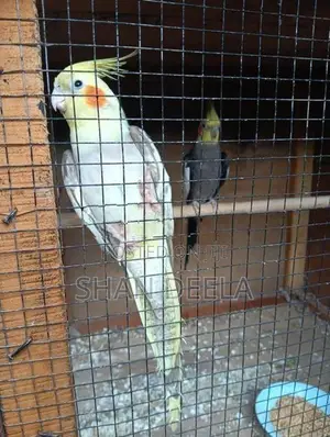 Cockatiel Bird