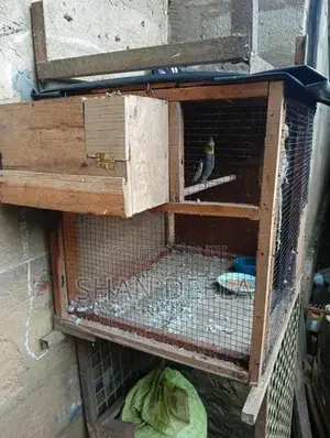 Cockatiel Bird