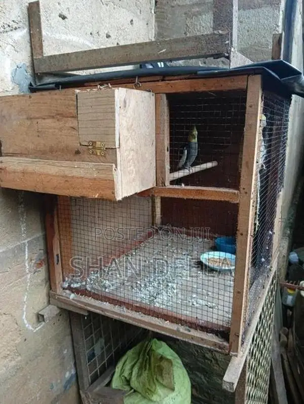 Cockatiel Bird