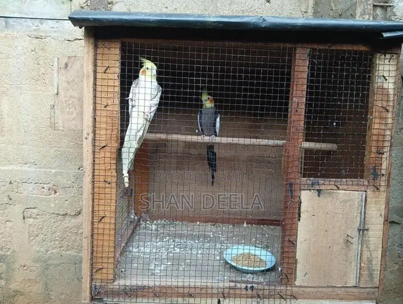 Cockatiel Bird