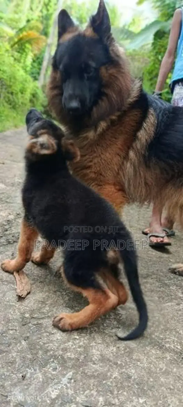 German Shepherd Puppies
