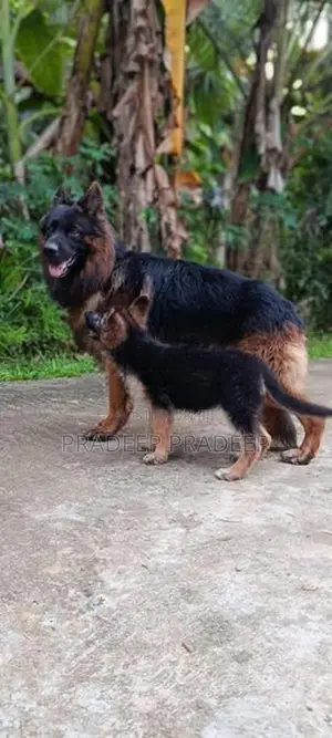 German Shepherd Puppies