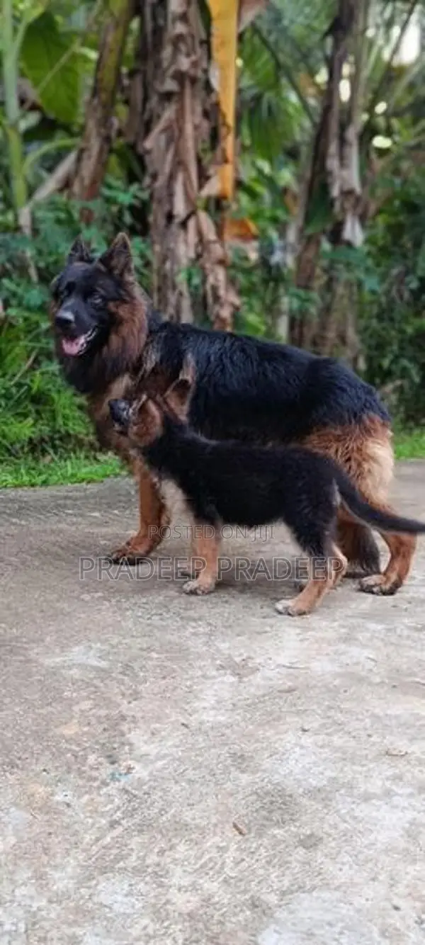 German Shepherd Puppies