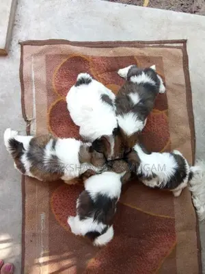 Shih Tzu Puppies