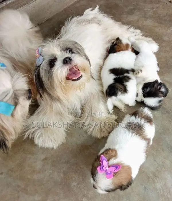 Shih Tzu Puppies