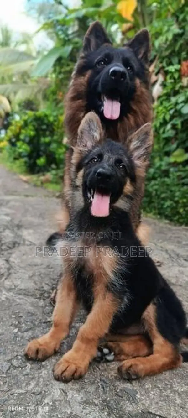 German Shepherd Puppies