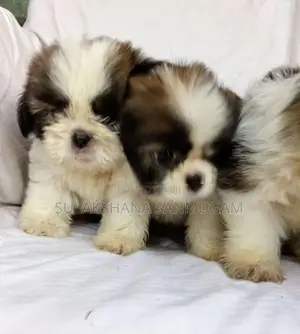 Shih Tzu Puppies