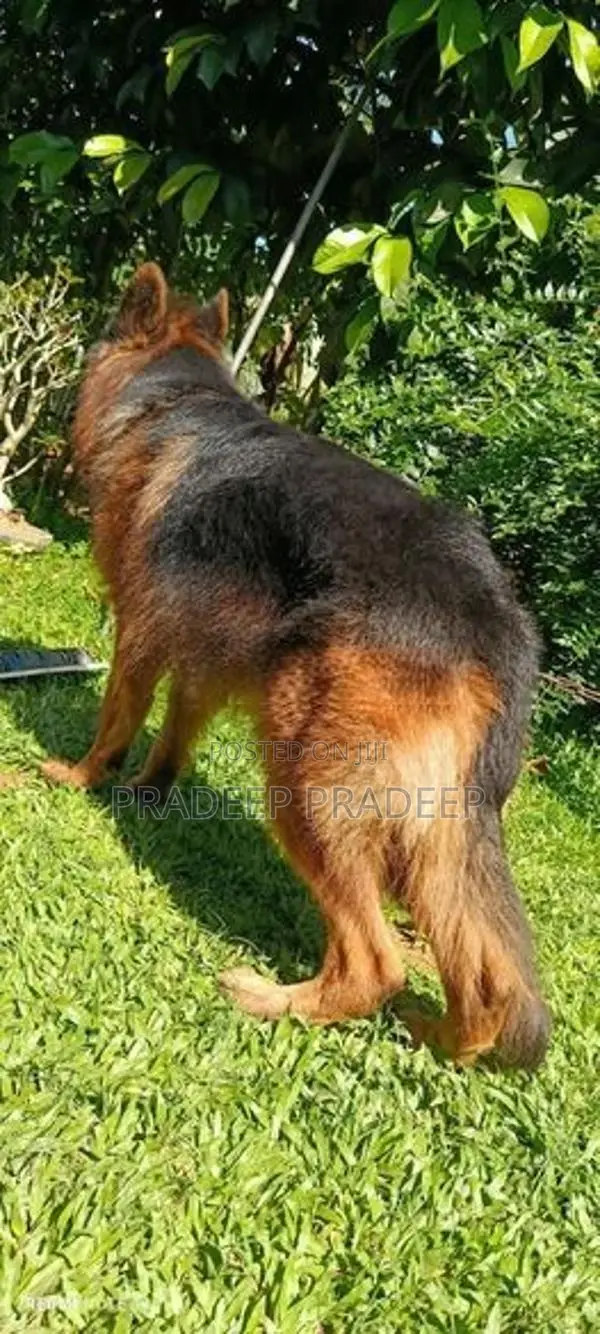 German Shepherd Puppies