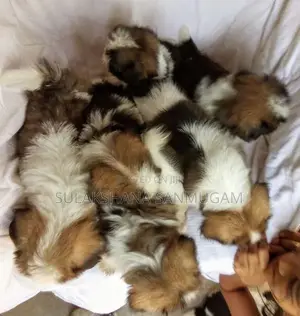 Shih Tzu Puppies