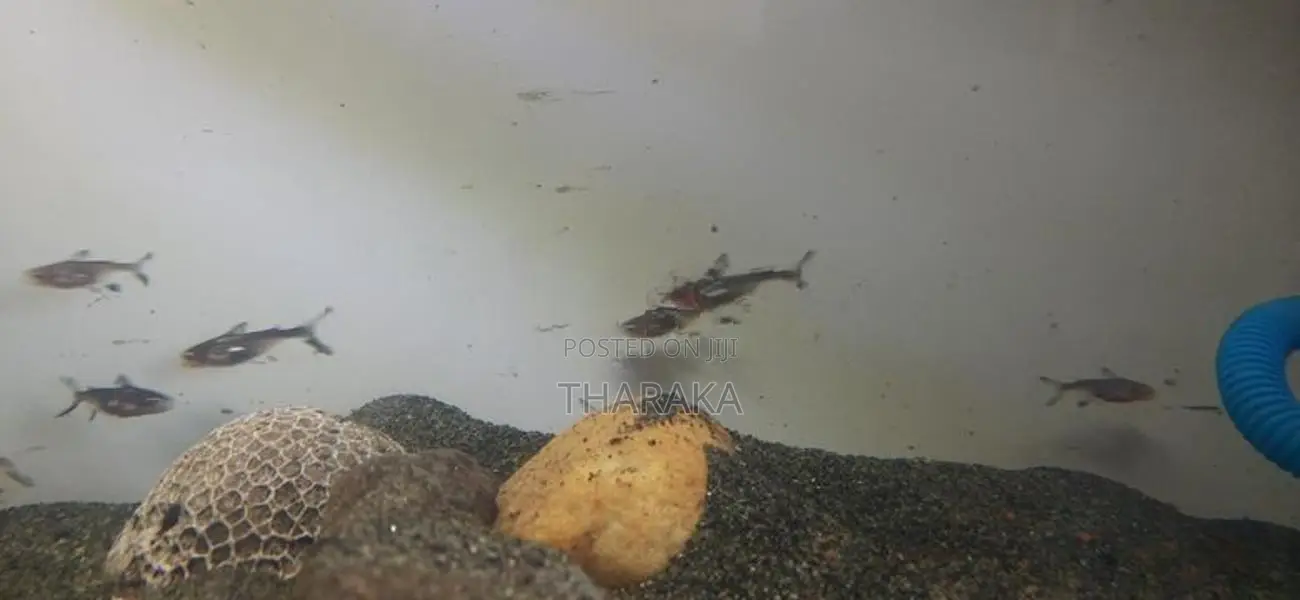 Highfin Catfish