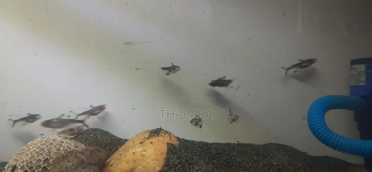 Highfin Catfish