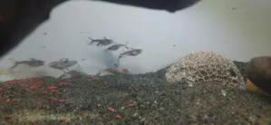 Highfin Catfish