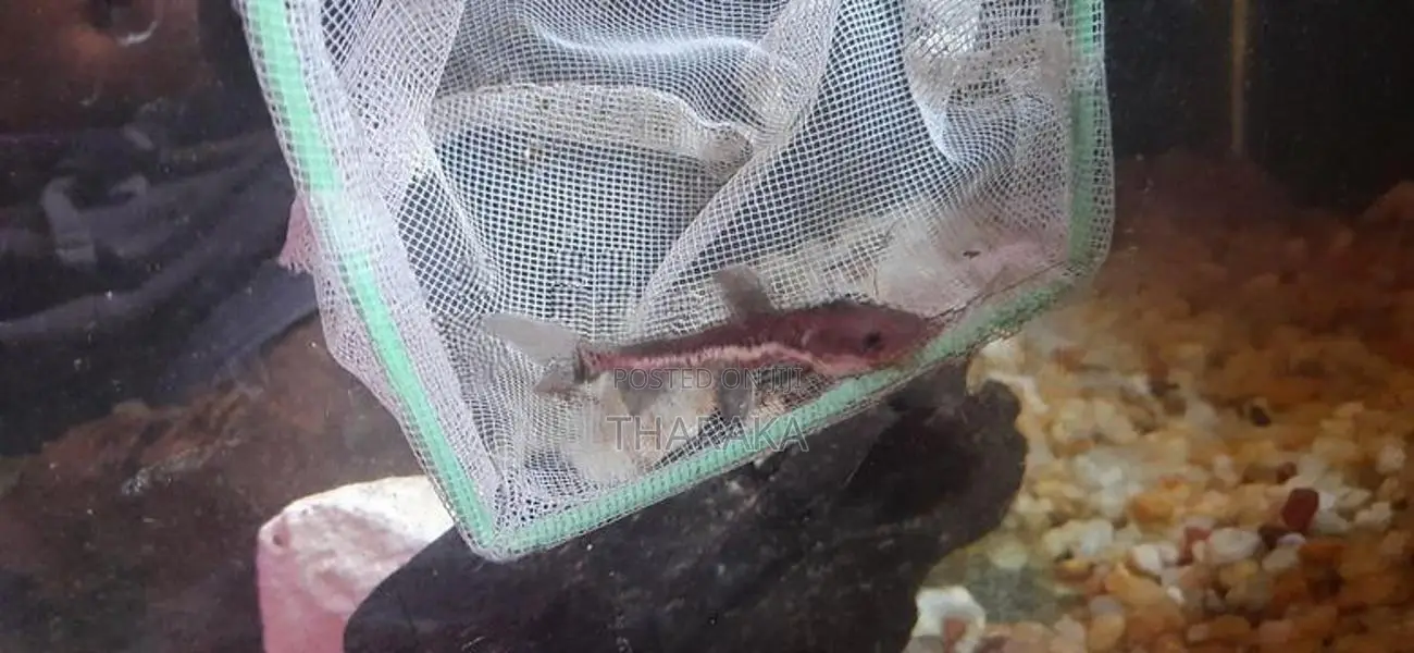 Hybrid Shovelnose Catfish