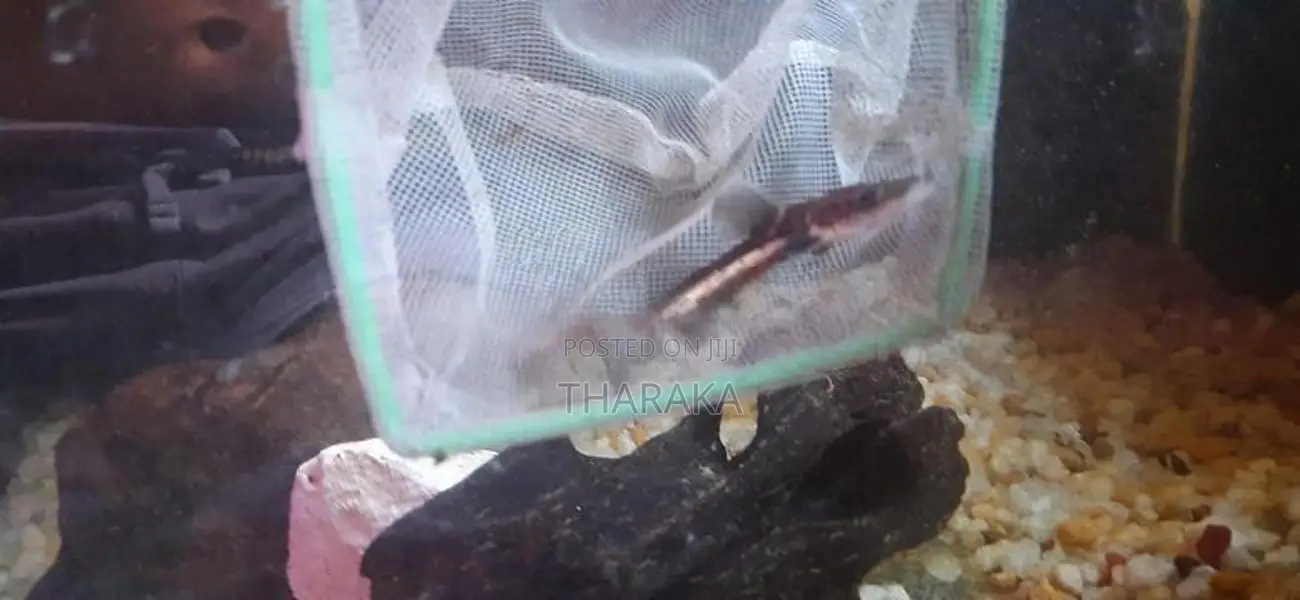 Hybrid Shovelnose Catfish