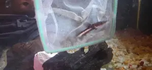 Hybrid Shovelnose Catfish