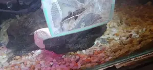 Hybrid Shovelnose Catfish