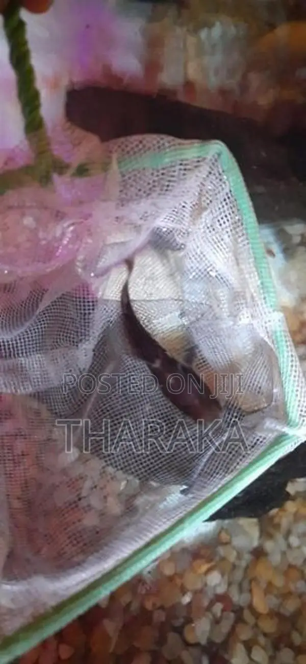 Hybrid Shovelnose Catfish