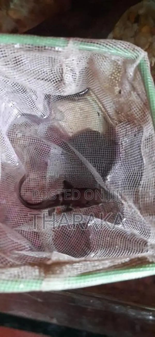 Hybrid Shovelnose Catfish