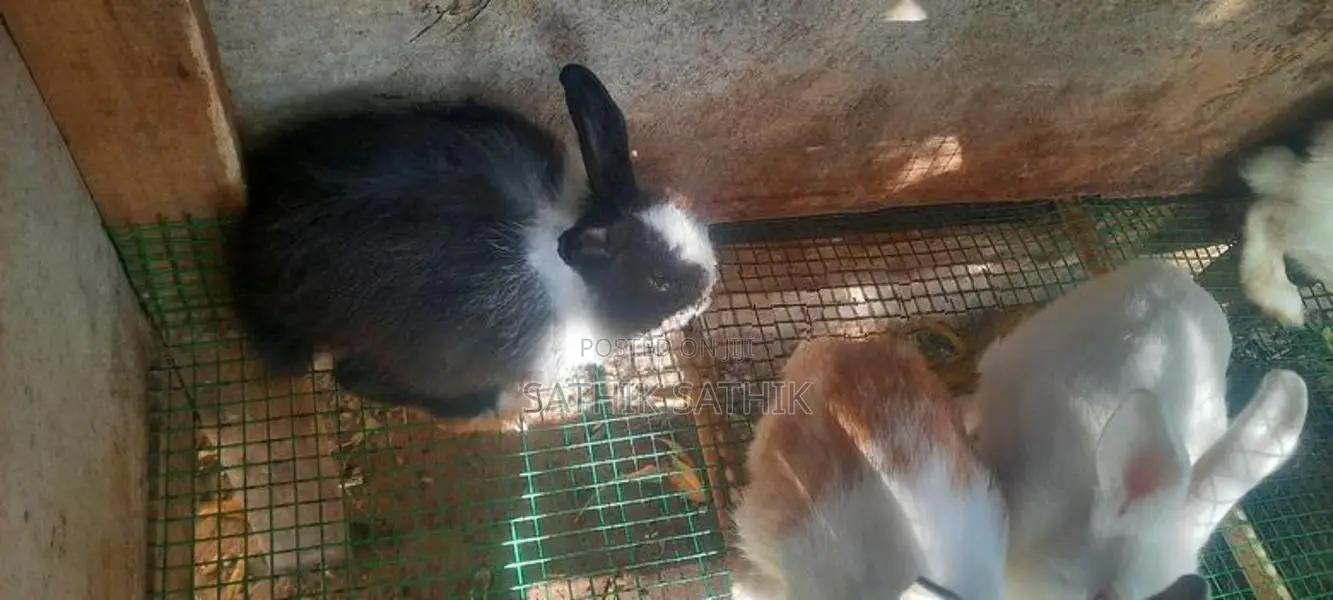 Rabbit