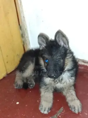 German Shepherd Long Coat Puppy