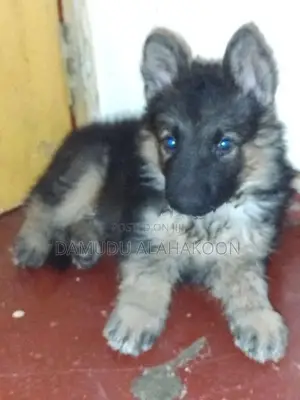 German Shepherd Long Coat Puppy