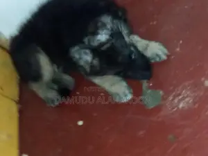 German Shepherd Long Coat Puppy