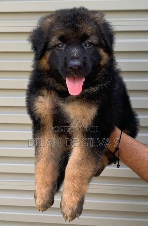 German Sherpherd Puppies