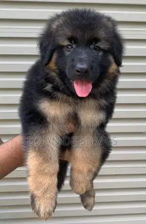 German Sherpherd Puppies