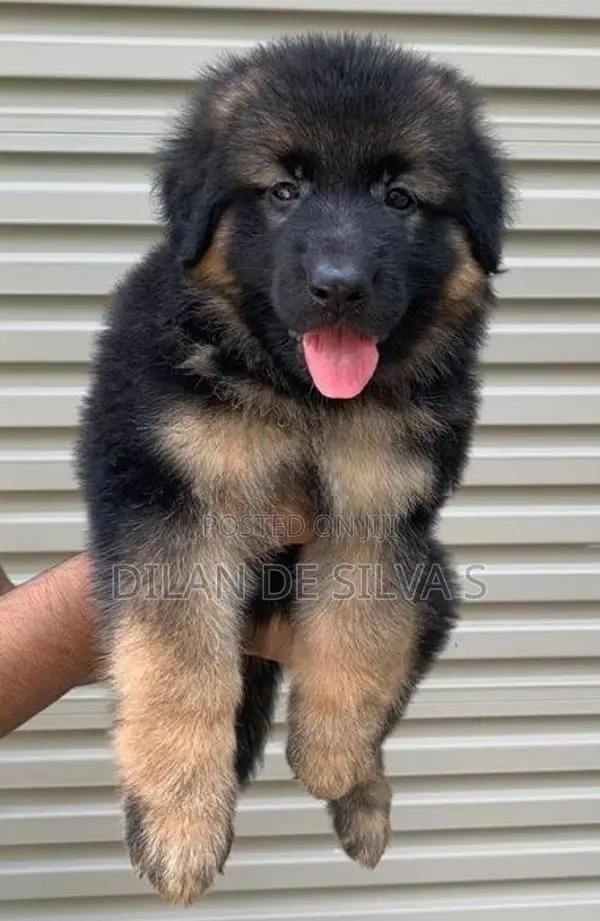 German Sherpherd Puppies