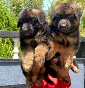 German Sherpherd Puppies