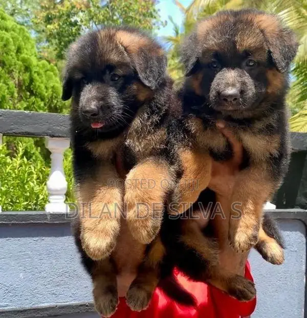 German Sherpherd Puppies