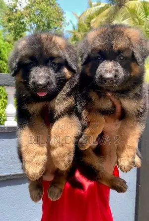 German Sherpherd Puppies