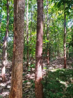 අක්කර 1ක වටිනා තේක්ක ඉඩමක් - Wellawaya